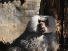 -云南野生动物园