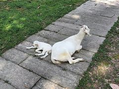 -福建鲤鱼洲酒店