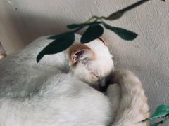 -藏猫猫咖啡主题馆(中央大道店)