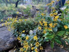 -北京西山国家森林公园