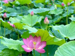 -莲花池公园