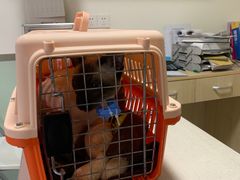 -乐派堂宠物医院·猫友好· 心脏科(东街店)