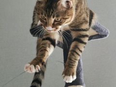 -宠爱国际动物医院· 猫科· 外科·中兽医(长白店)
