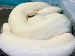 -石家庄市动物园