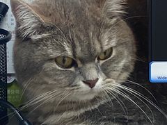 -宠颐生宠物医院·心肾内科·猫专科诊疗中心宠巢店