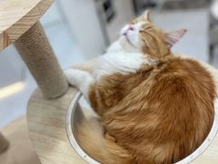 -喵园·猫主题咖啡厅·撸猫·猫咖(国贸店)