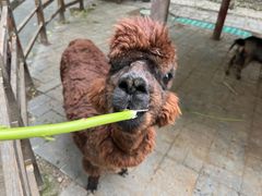 -北京鹿世界主题园