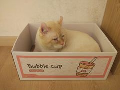-猫腻·猫咖·撸猫馆(星光大道店)