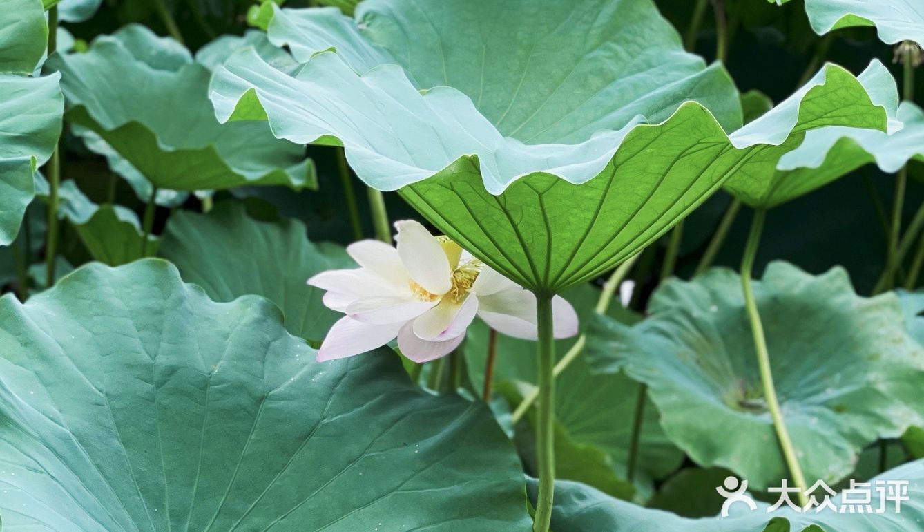 重庆拍照97龙头寺公园荷花池,抓住夏日晚荷的尾巴
