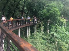 -深圳仙湖植物园-停车场