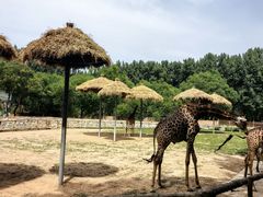 -北京野生动物园