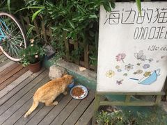 -海边的猫和咖啡馆