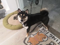 -柴迷FANS CLUB·柴犬狗咖·猫咖