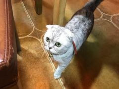 -李小姐の猫咖啡馆(五角场店)