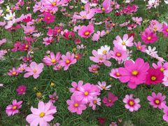 -天适樱花悠乐园