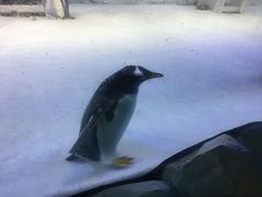 -芜湖新华联大白鲸海洋公园