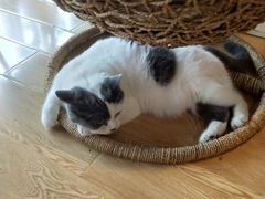 -Cappucimeow猫咪咖啡馆(韦伯时代店)