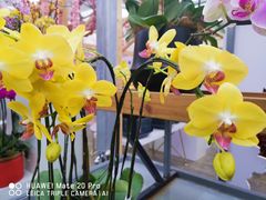 -荷兰花海