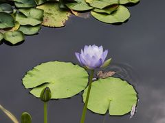 -国家植物园南园