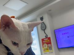 -北京观赏动物医院·24小时大型综合·猫专科·异宠专科