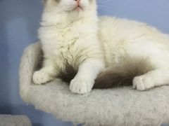 -喵的天空名猫咖啡馆·撸猫·猫舍·用品