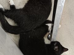 -共舞时光猫咖·狗咖(新街口店)