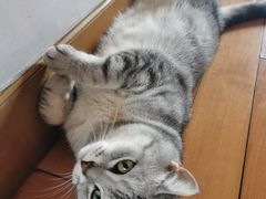 -家有小宠宠物美容(双楠街店)