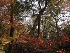 -西湖风景区-江洋畈生态公园