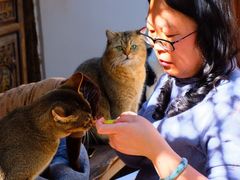 -喵屿·大理花园猫咖