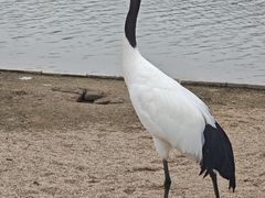 -盐城丹顶鹤湿地生态旅游区