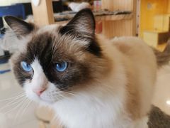 -平行世界·猫咖(首经贸店)