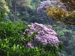 -梧桐山风景名胜区