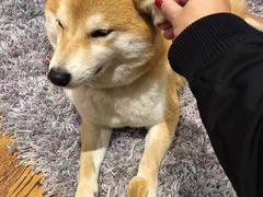 -柴务处·柴犬主题狗咖
