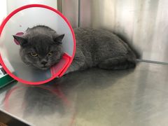 -瑞派长江宠物医院·猫科·外科·24小时夜护(谊城公寓分院)