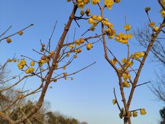 -上海海湾国家森林公园