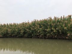 -大湾区中央湿地公园
