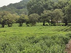 -中国茶叶博物馆(双峰馆区)