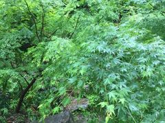-有栖山 清光院 清水寺