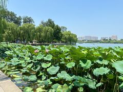 -济南大明湖景区