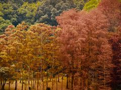 -深圳仙湖植物园