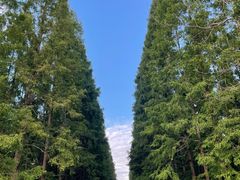 -东平国家森林公园