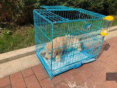 -翊宠yipet猫狗购宠庄园犬舍•猫舍