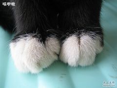 -北京赛佳动物医院