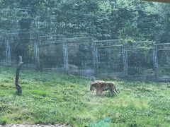 -西安秦岭野生动物园