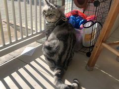 -平行世界·猫咖(首经贸店)