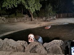 -清迈夜间动物园