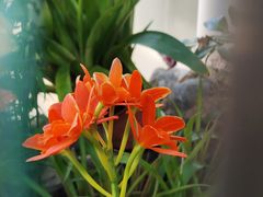 -国家植物园南园