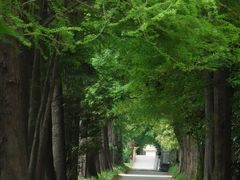 -上海滨江森林公园