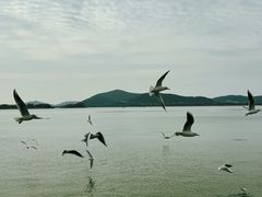 -无锡蠡湖国家湿地公园-蠡园