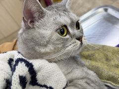 -美联众合动物医院·24h转诊中心
